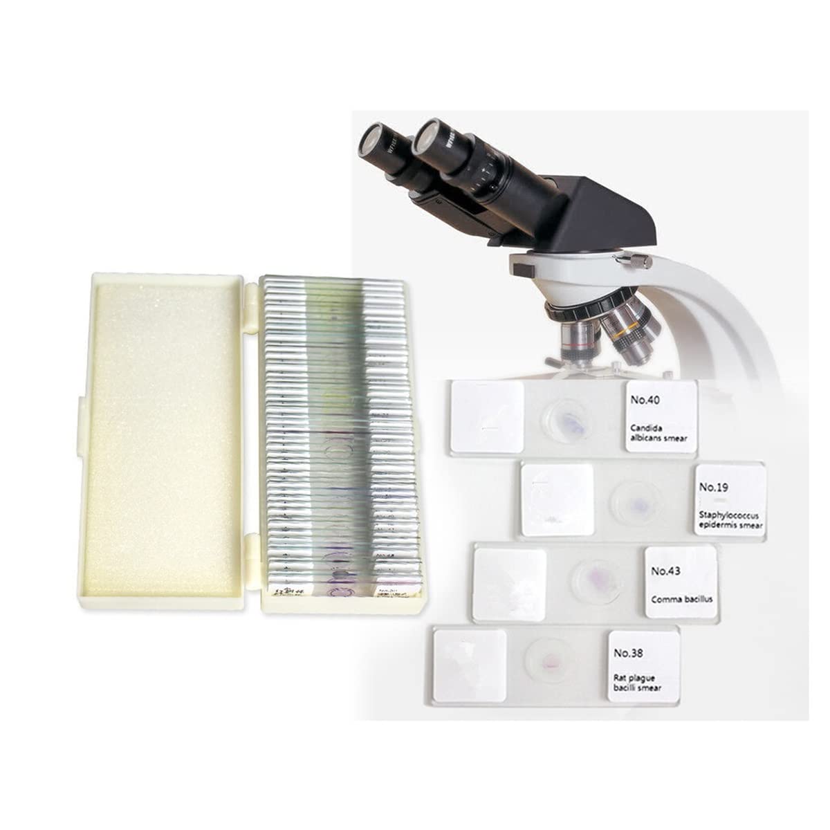5 0pcs Sección microbiana Gram Microscope Diapositivas Accesorios para microscopios de laboratorio