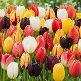 25 x Riese Darwin Hybrid Tulpen Frühlingsmischung | Exklusive Tulpenzwiebeln aus Holland | Mindestens 5 verschiedene Sorten und Farben | Winterharte und mehrjährig Tulpen für Garten, Töpfe und Balkon