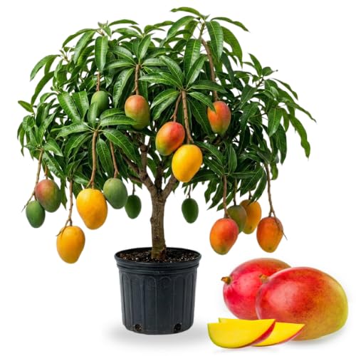 No CA Grafted Mango Tree Live Plant 2 Years Old Ready to Bear Fruit 2-3 Ft Mango Plant for Spring Planting (Glenn)