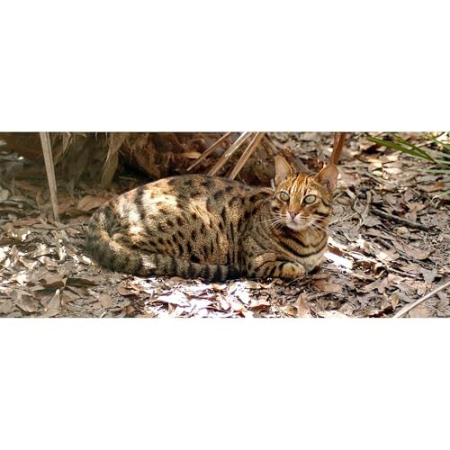 Taza de cerámica para café 11 oz Bengal Cat CafePress miniatura 3