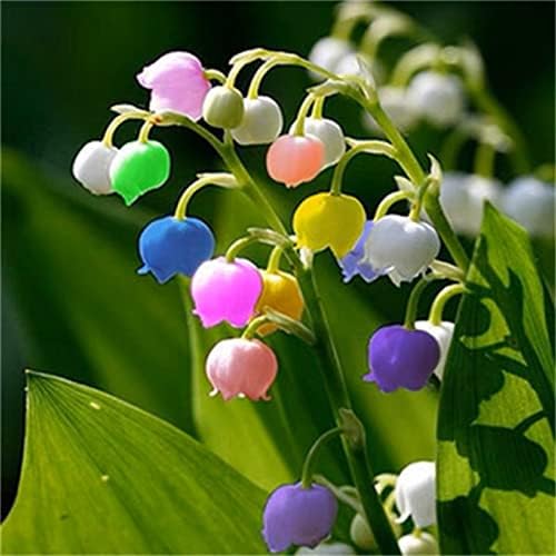 Lily of The Valley Bulbs for