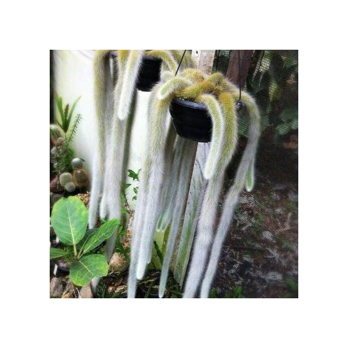 Buy Hildewintera Colademononis Cutting AKA Monkey Tail Cactus Succulent