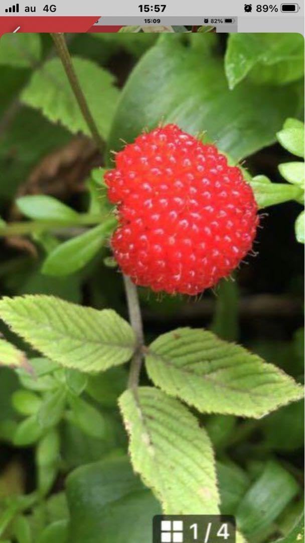 D 山野草 キイチゴ 原種【ゴショイチゴ 珍種 小株】