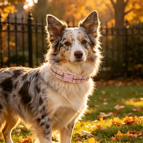 Image of ARING PET Fall Dog Collar, Cute Autumn Orange Black Yellow Stripe Heavy Duty Doggy Collars for Puppy Small Medium Large Boy Girl Dogs-L