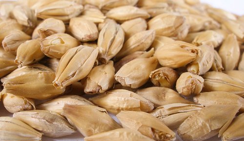 Malte de 10 lb alemán Pilsen