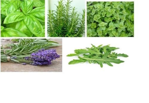 5 Major Herb Seeds Pack by Seedscare India(Basil, Rosemary, Oregano, Lavender, Rocket) (B01GJVEOTQ) Amazon Price History, Amazon Price Tracker