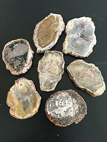 G.I.I Multicolor Petrified Wood Slab Natural Fossil Mineral Slice Collectible Fossilized Tree Crystal Polished Decor Stone, Approx. 3"X2.5" from Madagascar, (1 PC.)