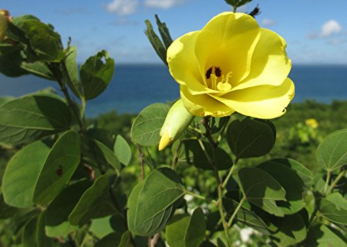1237-Dwarf Yellow Orchid Tree (Bauhinia Tomentosa) Seeds By Robsrareandgiantseeds Upc0764425789208 Non-Gmo,Organic,Usa Grower,Bonsai,Rapid-Growing,Unique,Specimen,1237 Package 8 Seeds #TOP4