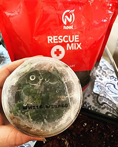 Noot Rooting Rescue Mix - 1 Litro - Mezcla para Enraizamiento miniatura 5