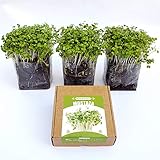 Garden Pocket Microvegetales Pop UP - Kit de Interior de germinados de Semillas ecológicas x3...