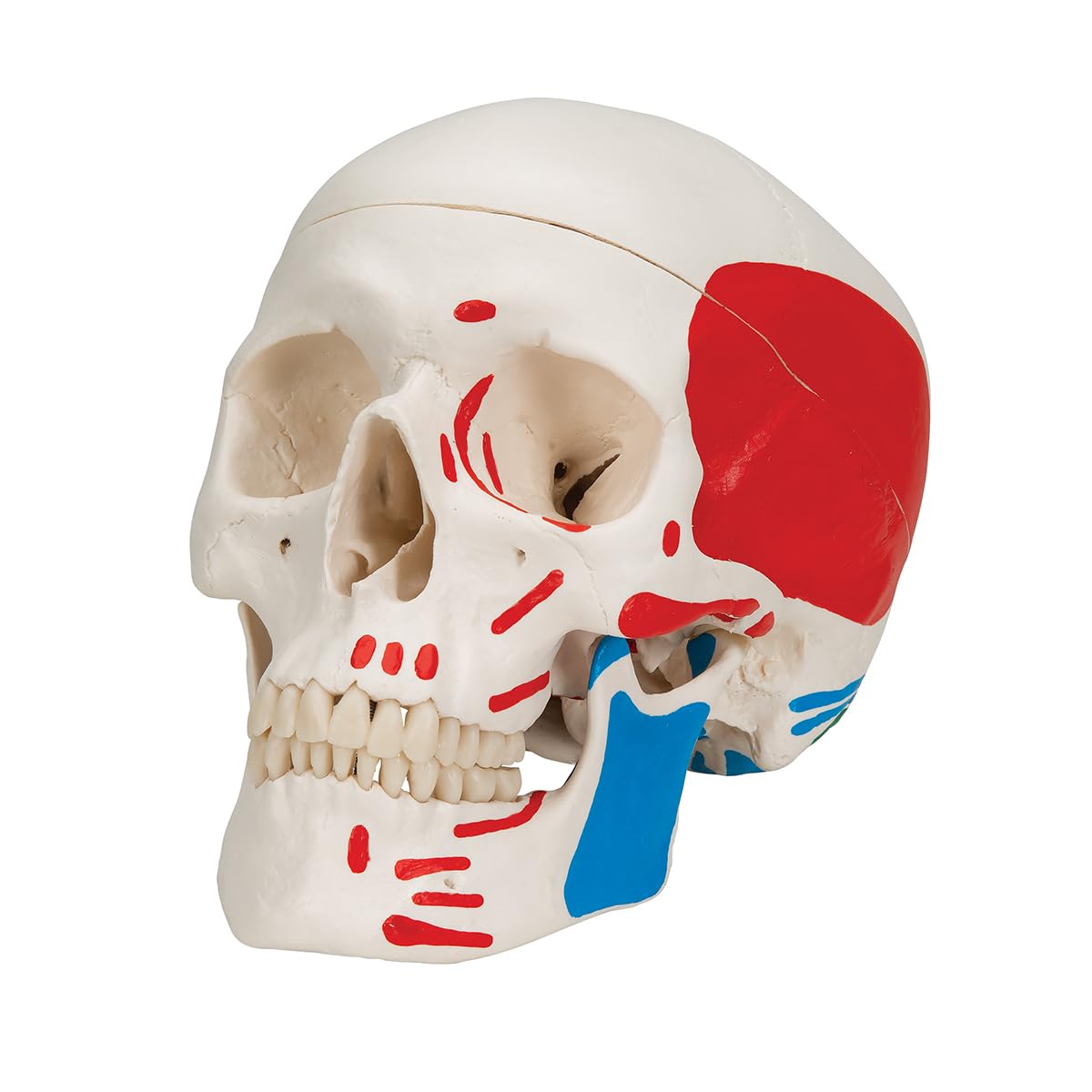 3B Scientific A23 Anatomia człowieka - Klasyczny model ludzkiej czaszki z połączeniami magnetycznymi, kolorowy, 3-częściowy + bezpłatne oprogramowanie anatomiczne - 3B Smart Anatomy (może nie być dostępne w języku polskim), 3-częściowy malowany model czas