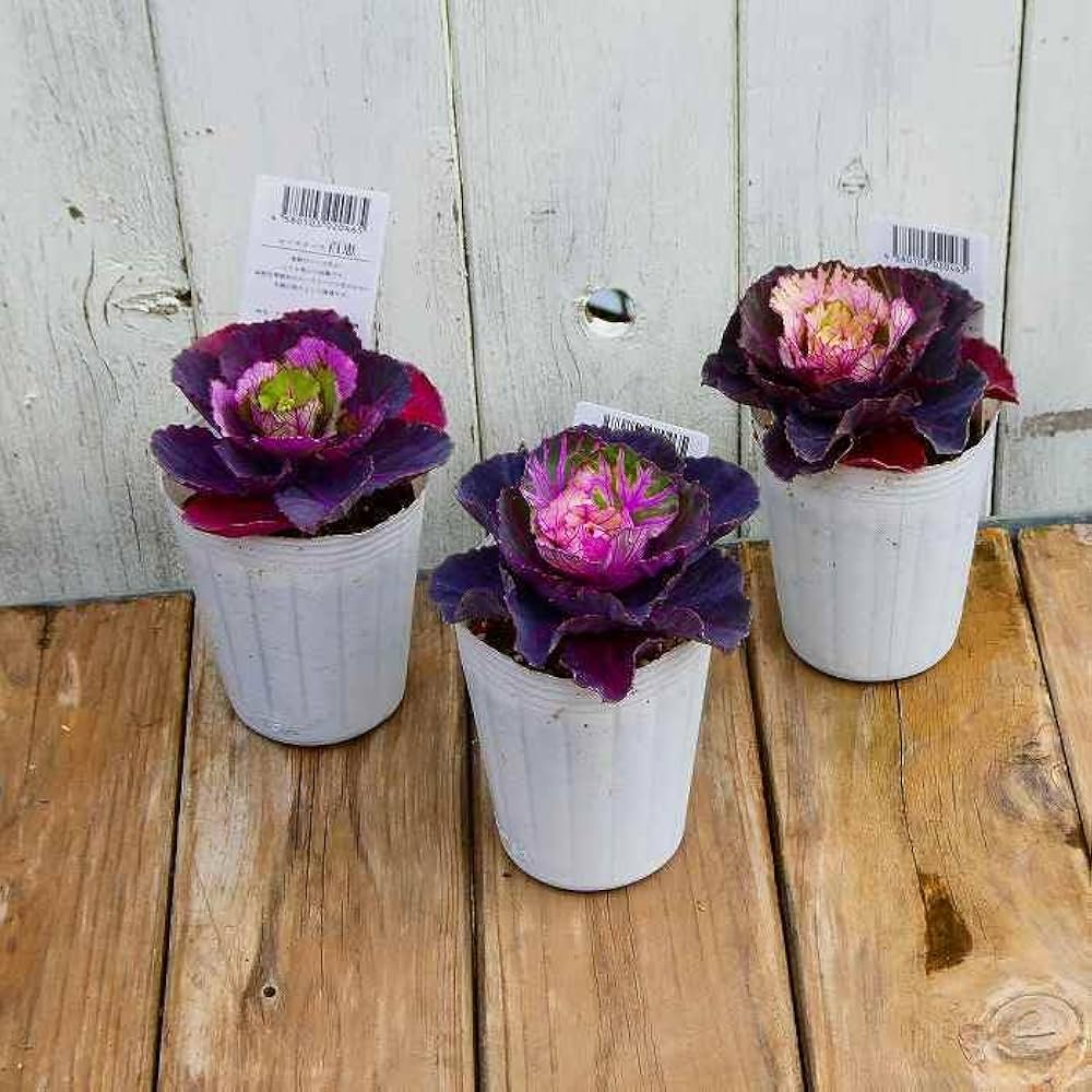 Amazon.co.jp: 葉牡丹 苗 百恵 斑入り 2.5号 ハボタン ミニ葉牡丹