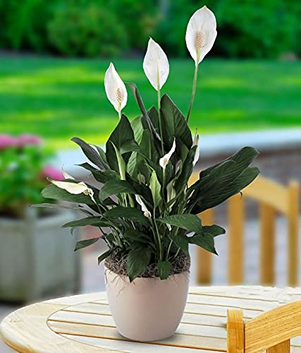 Grun Live Peace Lily Or Spathiphyllum Green Color Indoor Plant Air Purifier Oxygen Supplier-image-40