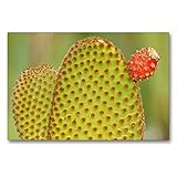  CALVENDO Premium Textil-Leinwand 90 cm x 60 cm quer, Kaktus-Blüte  Wandbild, Bild auf Keilrahmen, Fertigbild auf echter Leinwand, Leinwanddruck: Herbe Blüte Opuntia microdasys Natur Natur