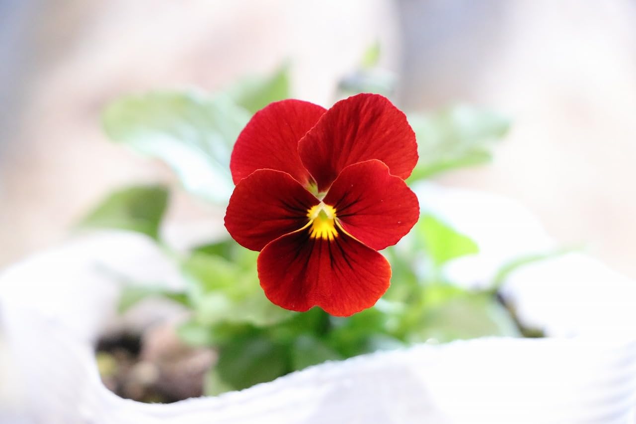 Amazon.co.jp: ビオラ レッド 3.5号ポット苗 3株セット 寄せ植え