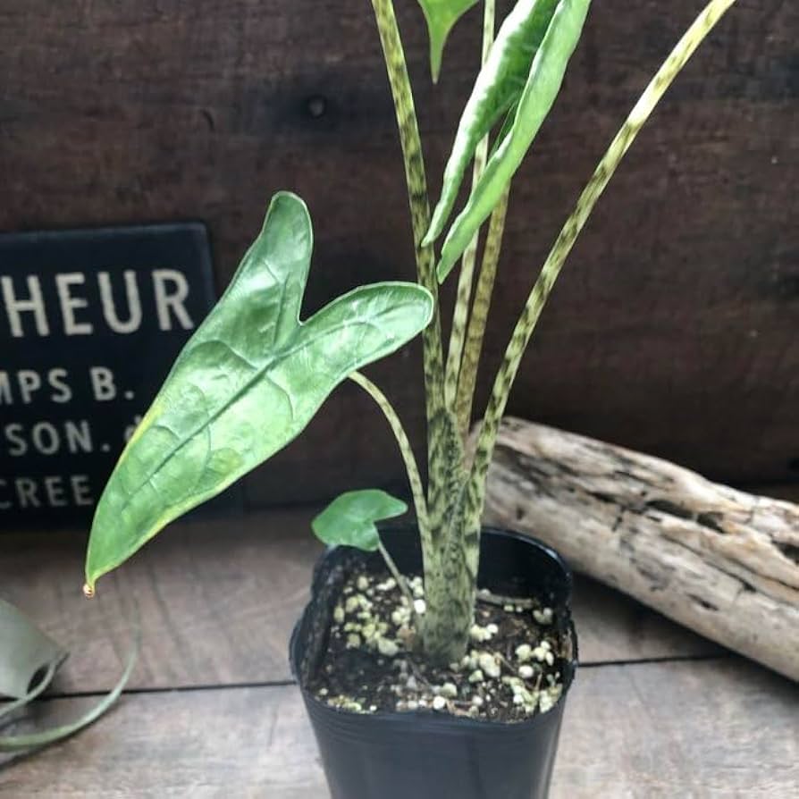 Alocasia Zebrina var. アロカシア・ゼブリナ 斑入り 斑入りゼブリナはシマシマの茎が美しい | 斑入りクワズイモと