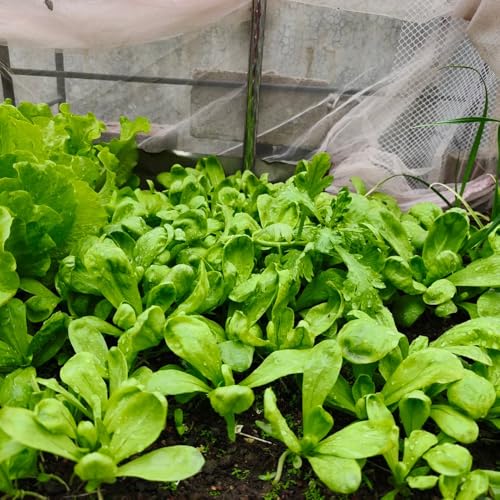 Semillas de crisantemo coronarium, plantas verdes, plantas vegetales semillas de crisantemo comestibles, Plantas de balcón resistentes semillas orgánicas, plantas raras Comprar plantas 600pcs
