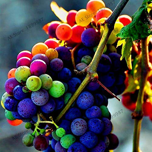 ShopMeeko GRAINES: 60pcs 13 sortes de Planta Jardin bonsaï fruits, plantes s rouges doigt arc-en-doux délicieux: 2 Cover