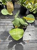 Sea Grapes Live Plant 3 Gallon 1 feet Tall Tropical Plant NO Shipping to California