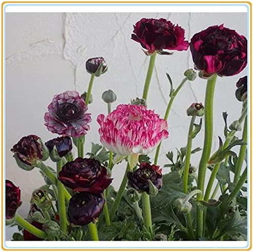 Amazon 22 園芸 切り花 絶妙な 庭の装飾 生きている緑の植物 レア植えるためのキンポウゲの球根 な植え付けとガーデニング 球根 C 球根