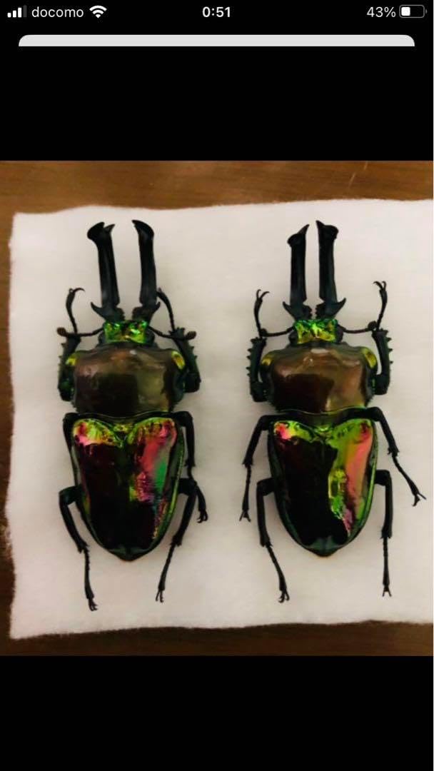 昆虫標本40匹セット ※A品B品 【公式通販】