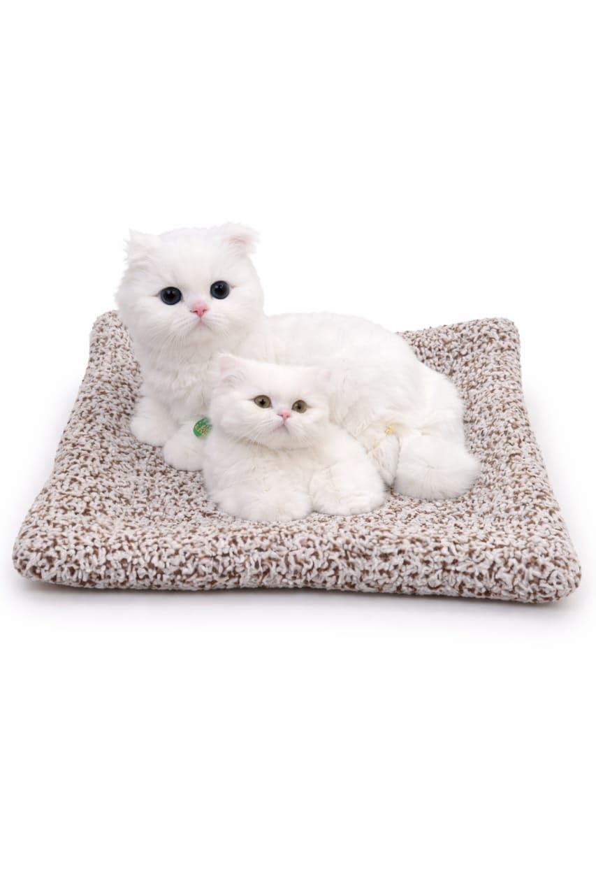 Cute Persian Cat Soft Toy with Meow Sound & Cushion Bed | Realistic White Kitty Plush Toy for Kids, Girls & Cat Lovers | Soft Stuffed Animal Home Decor Gift (White)-image-7