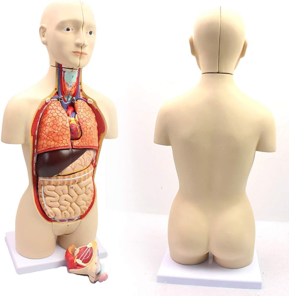 医療モデル、人体胴体解剖学モデル - 内臓付き半身胴体モデル、男性と女性のバイセクシャル内臓構造教育