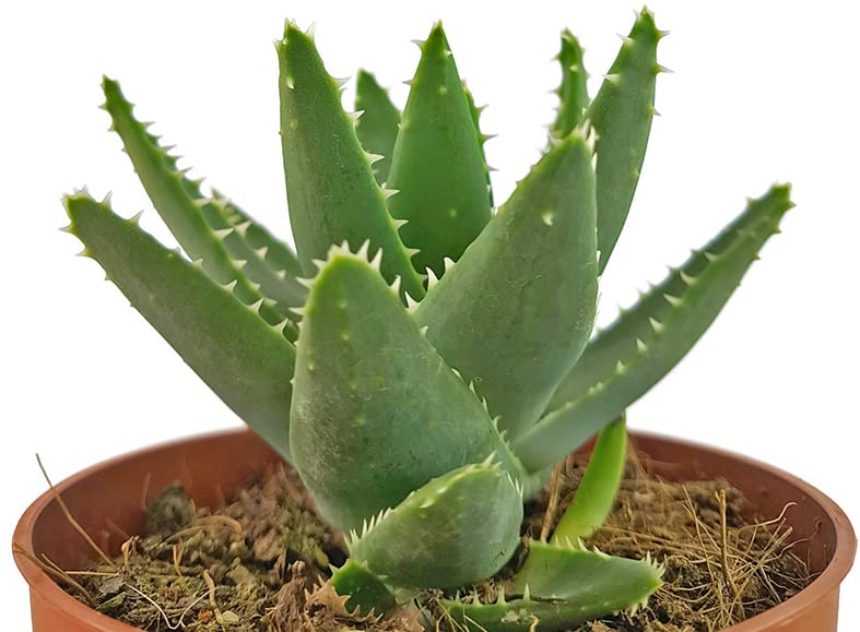 Fangblatt - Aloe perfoliata - Schuttaloe im  10 cm Topf - robuste und  pflegeleichte Zimmerpflanze : Amazon.de: Garten