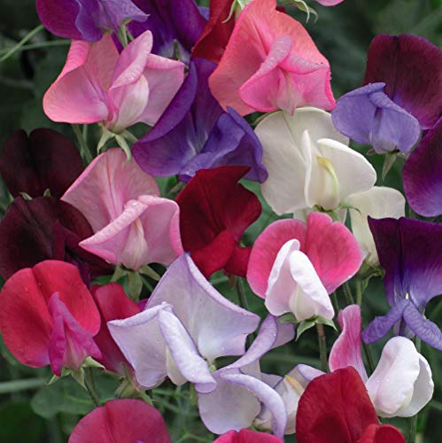 Thompson & Morgan - Flowers - Sweet Pea Heirloom Bicolour Mix - 20 Seed