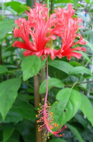 Amazon | 【ハイビスカス】 ハイビスカス スキゾペタルス （原種