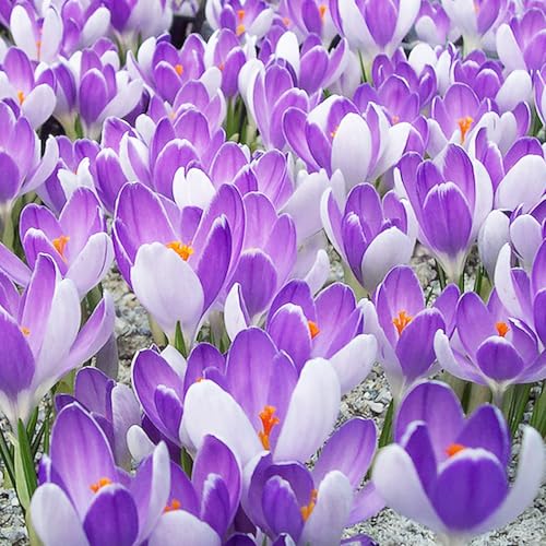 Bulbi di Crocus | Bulbi provenienti dai migliori produttori Olandesi | Esclusiva selezione e controllo qualità | Fioritura garantita dal primo anno. (10 Crocus vernus VANGUARD)