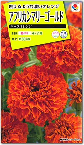 Amazon.co.jp: マリーゴールド 種子 キースオレンジ （育苗可能本数