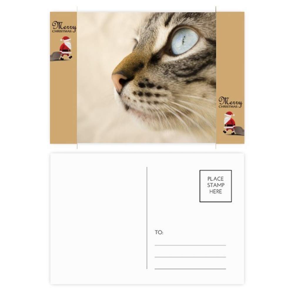 Cartes postales de remerciement chaton bleu pour messages attentionnés