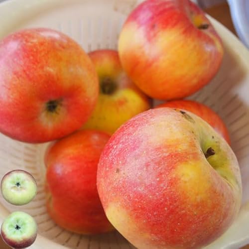 �X ���� ��� 5kg �󂠂� �K�i�O�i �T�C�Y�召�����b�F�ނ炠�� �A�E�g���b�g�i �X�C�[�c������ SDGs �t���[�c �ь� �ʕ� Apple �A�b�v��