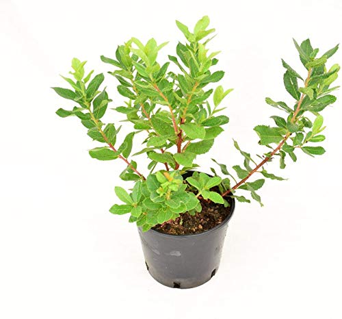 Pianta Corbezzolo, Vaso 18cm, Altezza 25/30cm