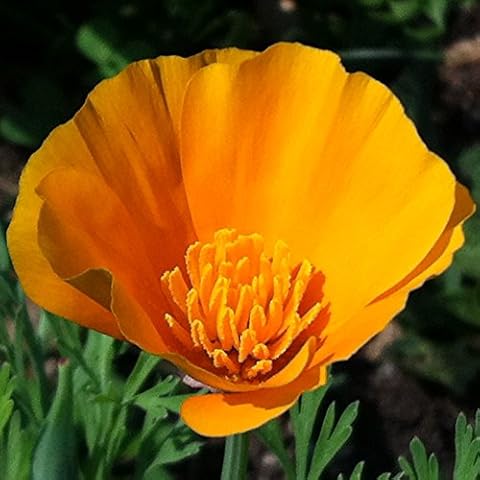 California Poppy Seed Balls - Bulk Seed Balls for Seed Bombing (Eschscholzia californica) (50) Cover