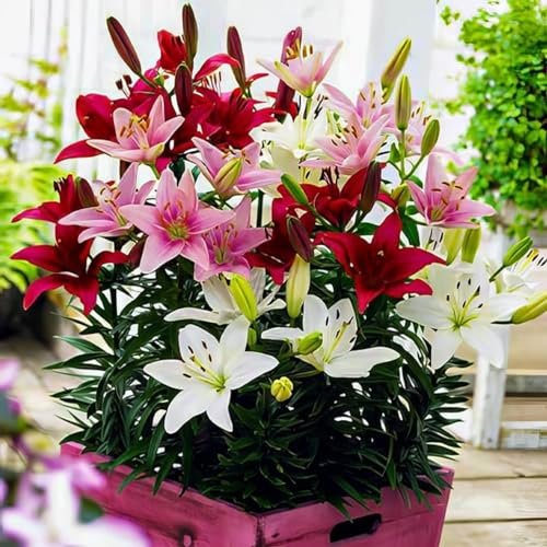 Lilium bulbo,lirio blanco bulbo,bulbos de lirios para plantar,flores grandes,resistentes al frío,lirio azul planta,bulbos lilium,adecuadas para la decoración del hogar en macetas. 2bulbos C