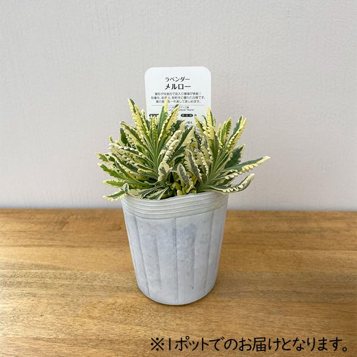 斑入りラベンダー メルロー 9cmロングポット+オマケ 斑入りラベンダー メルロー 9cmロングポット+オマケ 斑入り