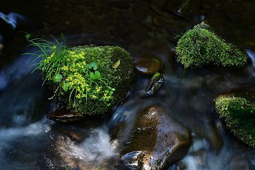 TAMRON - 70-300mm - F/4.5-6.3 Di III RXD - Nikon Z -