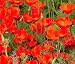 California Poppy Seeds, Red Chief Eschscholzia - Large Pack of 20,000 Seeds by Seeds2Go
