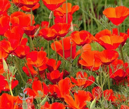California Poppy Seeds, Red Chief Eschscholzia - Large Pack of 20,000 Seeds by Seeds2Go