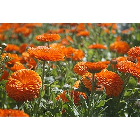 Premier Seeds Direct Calendula Orange King Seeds Cover