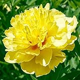 Peony Itoh Bartzella (1 Bare Root)
