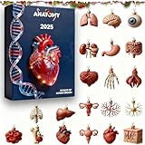 Anatomie Adventskalender - 24 Tage mit Mini Organ-Anhängern, Medizinische Charm-Kollektion aus Acryl für Ärzte, Pflegekräfte & Studenten | Originelles für Mediziner und Wissenschaft