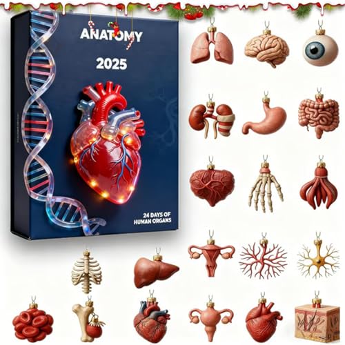 Calendrier de l'Avent anatomie, collection de breloques médicales en acrylique