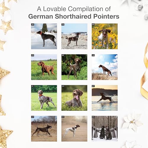 Image of RED EMBER German Shorthaired Pointers 2026 Wall Calendar 12 Month | 12 inch x 24 inch Open | Thick & Sturdy Paper | Giftable| Cute GSP Puppy Dog Calendar 2026