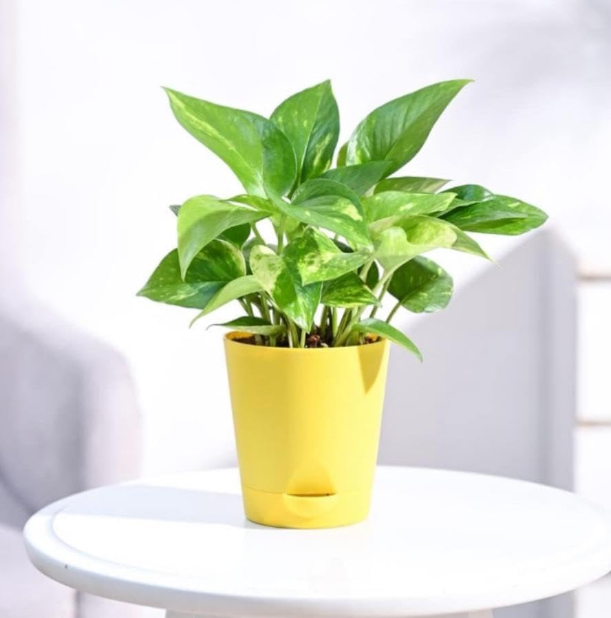 money plant indoor with self watering pot (B0CXQ2D8RY) Amazon Price History, Amazon Price Tracker