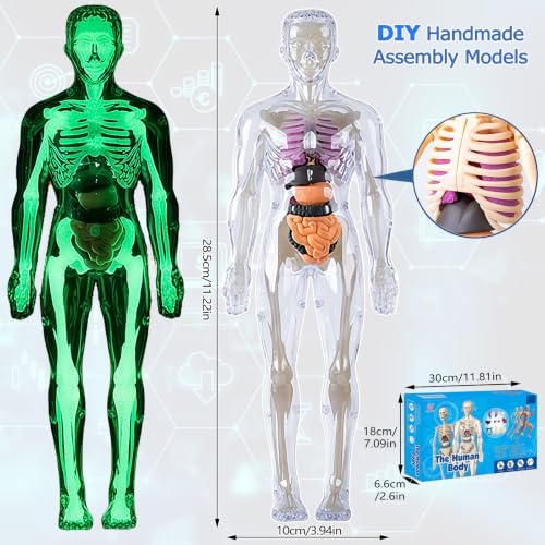 Image of 3D Human Body Model with Removable Bones,Organs,Transparent Anatomy Figure with Luminous Design,DIY Human Organ Model for Study,Teaching Demonstration,Science Early Learning
