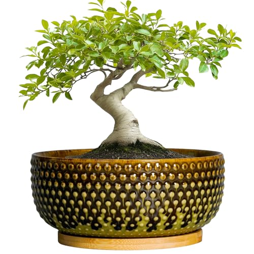 EPFamily Bonsai Pots 8 Inch - Ceramic Planter for Indoor Plants, Succulent Pots with Drainage Hole...