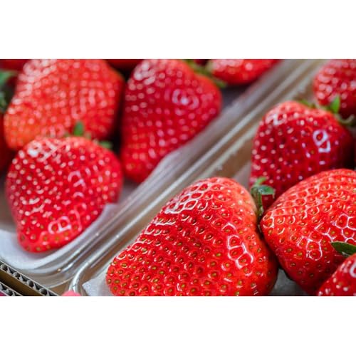[先行予約]糸島産[春] あまおう 4パック [2026年2月上旬以降順次発送]